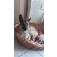 DARIA, Schäferhund Mix - Hündin
