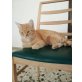DARISHA, wunderschöne, ruhige Katzendame sucht - Katze