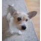 DARLA, Mix - Hündin