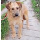 DARON, bezaubernder Hundefreund - Rüde