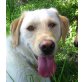 DARVIN 'Marley' Pflegestelle Tirol, aktiver Traumhund - Rüde