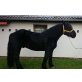 DASH du FAYET, Percheron - Hengst