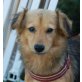 DASPY Pflegestelle Wien, Yorkie-Dackel-Mix - Rüde