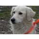 DAVID 5, Pflegestelle Wien, Spaniel-Spitz-Mix - Rüde