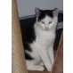 DAVID, Tierschutz - Kater