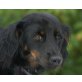 DAVY Ivo, Pflegestelle Wien, lustiger, aufgeweckter SPANIEL-Mix - Rüde