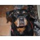 DAYA - Pflegestelle Wien, sanfte, freudliche Rottweiler - Hündin