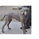 DEBORAH, Weimaraner - Hündin