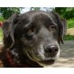 DEDA - EINSAM UND ALT IM TIERHEIM, Labrador Retriever - Rüde
