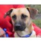 DELIA 2, Pflegestelle Wien, Malinois-Pinschermix - Hündin