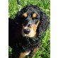 DELLA 2, Pflegestelle Oberösterreich, Spaniel - Hündin