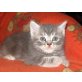 DELON DAISY;DOLLY;Dorothy, Britisch Kurzhaarkatze - Katze