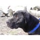 DENIS 2, Labrador-Carne-Corsomix - Rüde