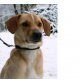 DENIS, ruhiger,verlassener Beaglemix sucht seine Fam - Rüde