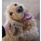 DENKO, Pflegestelle Wien, Amerikanischer Cockerspaniel - Rüde