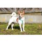 DENNIS, Jack Russell Terrier - Basenji Mix Rüde - Rüde