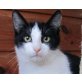 DENNIS, Tierschutz - Kater