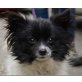 DER KLEINE MUCK, Pflegestelle Oberösterreich, süßer Zwerg - winziger Chihuahua/Papillon-Mix - Rüde