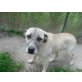 DESDEMONA ein Herz voller Liebe, Labrador - Mix - Hündin