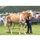 DESIRA, Haflinger - Stute