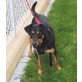 DEUTSCHE Dogge HUGO  Vom Wohnzimmer in die T - Rüde