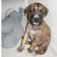 DIANA, Boxer ( Mix ? ) Welpe Welpen - Hündin