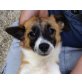 DICKY, Sheltiemix,Pflegestelle Bgld Welpen - Hündin