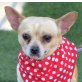 DIDDI - Linares, Chihuahua, kastriert - Rüde