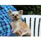 DIDI, Chihuahua Hündin - Hündin