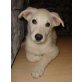 DIEGO 5, Pflegestelle Niederösterreich, Schäfer-Labrador-Mix Welpen - Rüde