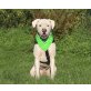 DIEGO, Dogo Argentino - Rüde