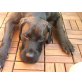 DIEGO, Labradormix - Rüde