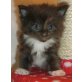 DIEGO, Maine Coon - Kater
