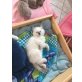DIEGO, Ragdoll - Kater