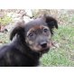 DIENY, Dackel/Spanielmix,Pflegestelle Fischamend Welpen - Hündin