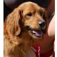 DIMKO - Pflegestelle Wien , Spaniel-Retriever-Mix - Rüde