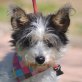 DINA, Terrier-Mix, kastriert - Hündin