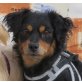 DINA - kastriert, Chihuahuamischling - Hündin