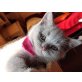 DINA vom Simbaland, Britisch Kurzhaarkatze - Katze