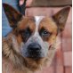 DINGO 3, Pflegestelle Tirol, für Rassekenner - aktiver Cattledog - Rüde