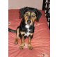 DINKI, Pflegestelle Niederösterreich, anhänglicher, lernfreudiger Dackel/Beaglemix - Rüde