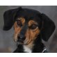DINKI, Pflegestelle Niederösterreich, aufgeweckter, lustiger Dackel/Beaglemix - Rüde