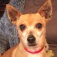 DINO, Chihuahuamischling, kastriert - Rüde