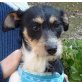 DIOR - unkastriert, Jack-Russel-Mischlinge Welpen - Rüde