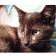 DIVA, Tierschutz - Katze