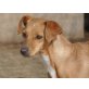 DIXIE, Pinscher-Mischling sucht liebevolles Zuhause - Hündin