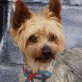 DIXIE - Ubeda, Yorkshire-Terrier, kastriert - Rüde