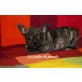 DJ, Französische Bulldogge Welpen - Rüde