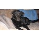 DJ, Labrador Mix - Rüde