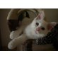 DJ, Maine Coon - Kater